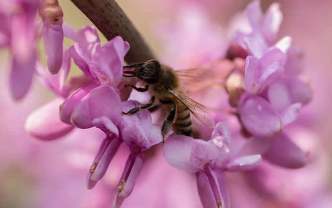 新手如何养蜜蜂？
