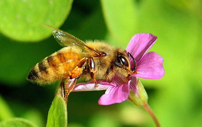 蜂王多少度才被冻死？