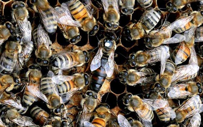 意蜂怎么治疗蜂螨（意蜂治疗大小蜂螨用什么药好）