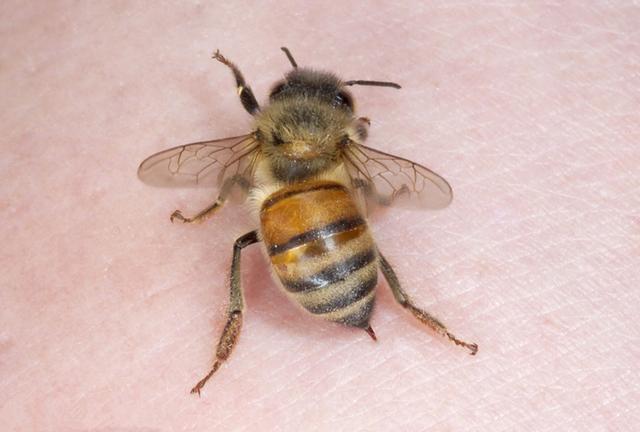 蜜蜂吐蜂王浆是白天吗（揭秘蜂王浆产生过程）