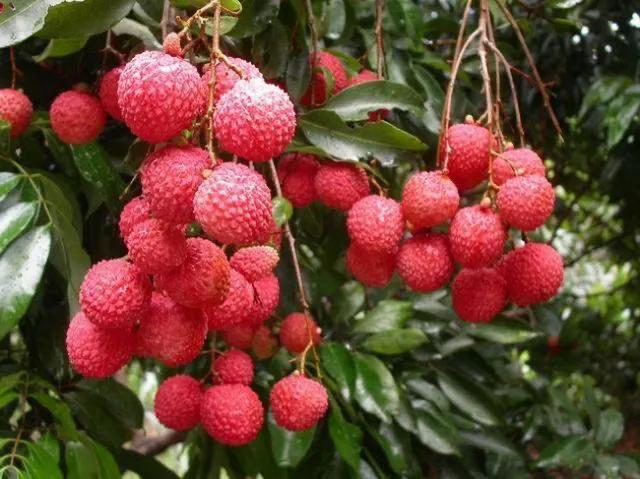 从化荔枝蜜是哪里的特产（从化荔枝品种介绍）