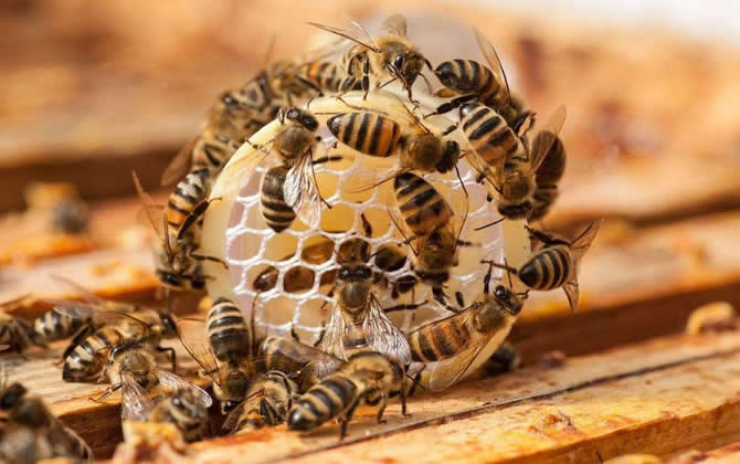 最新蜂王价格多少钱一只
