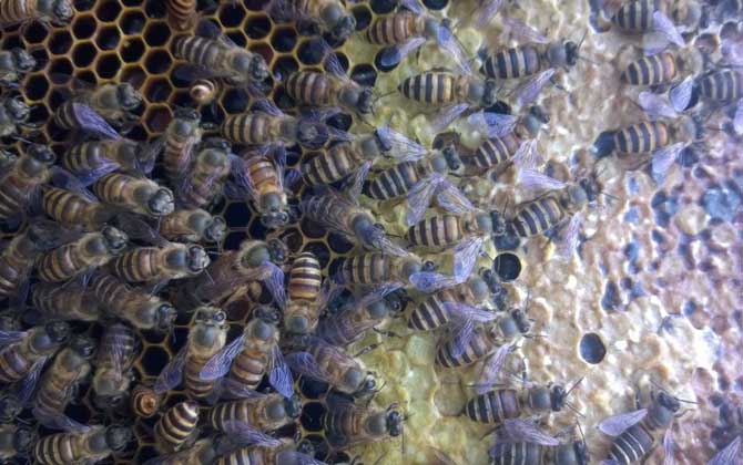如何分辨小蜜蜂是蜂王还是蜂后（蜂王和蜂后有什么区别）