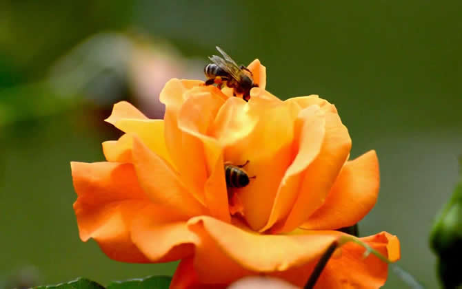 蜜蜂养殖如何防止蚂蚁？