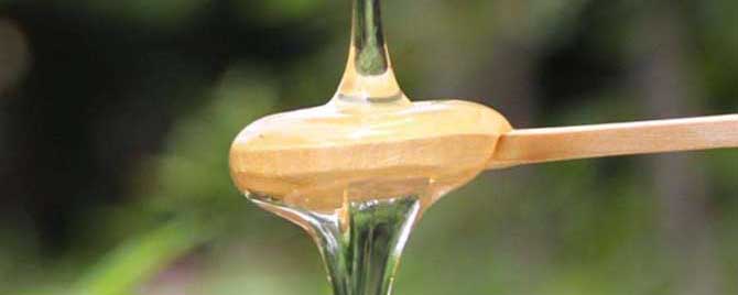 槐花蜜贵还是枣花蜜贵（槐花蜜和枣花蜜的区别）