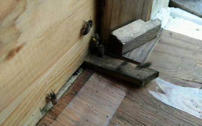 刚收回来的蜜蜂需要关一天吗（刚收回来的蜜蜂第二天放可以吗）