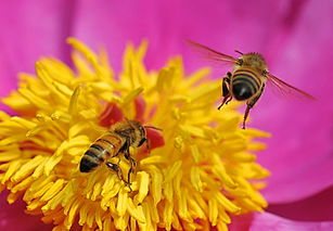 蜂王浆是蜜蜂的尿液或者便便吗（蜂王浆是什么）