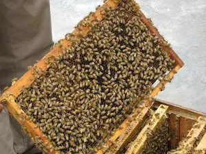 蜜蜂为什么蜂王和工蜂是雌性（蜜蜂的工作组织是由蜂王安排的吗）