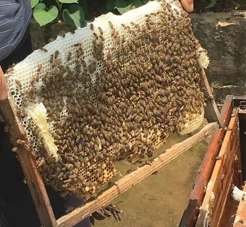 蜜蜂过箱技术要点（养蜂过箱步骤图及蜜蜂过箱成功的表现）