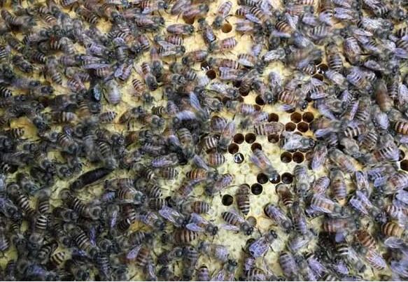 怎么利用购买的蜂王进行分蜂繁殖（怎么分蜂繁殖）