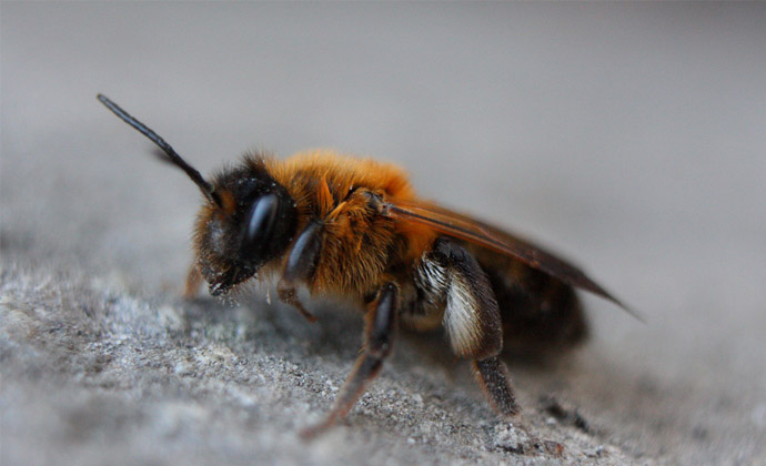 阿坝蜂能和其它中蜂混养吗（不同品种的中蜂可以合群或者介王吗）