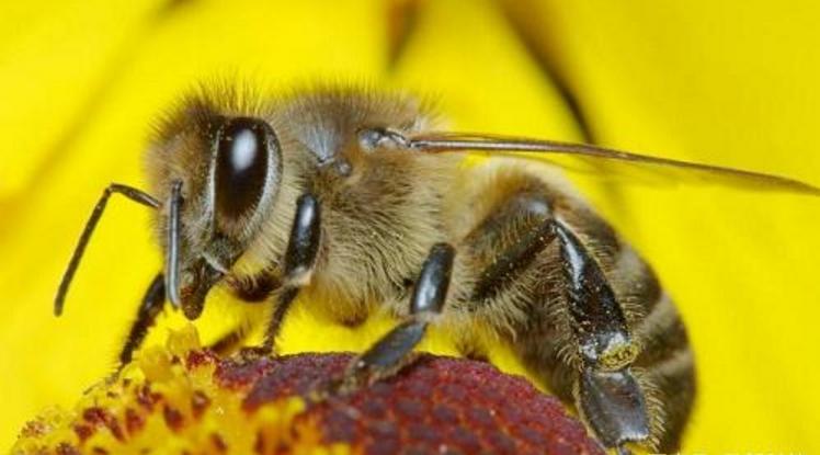 蜜蜂采摘花蜜是给蜂王吃吗（蜜蜂采谁的蜜）