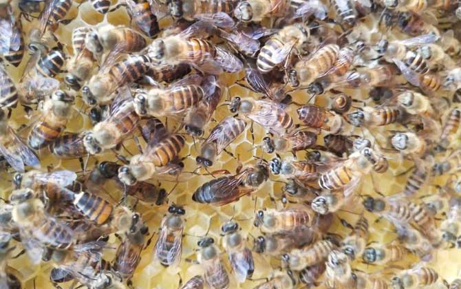 新手养蜂怎样识别新老蜂王（新蜂王和老蜂王怎么识别）