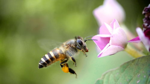 蜜蜂养殖需要几年（养蜂要学多久）
