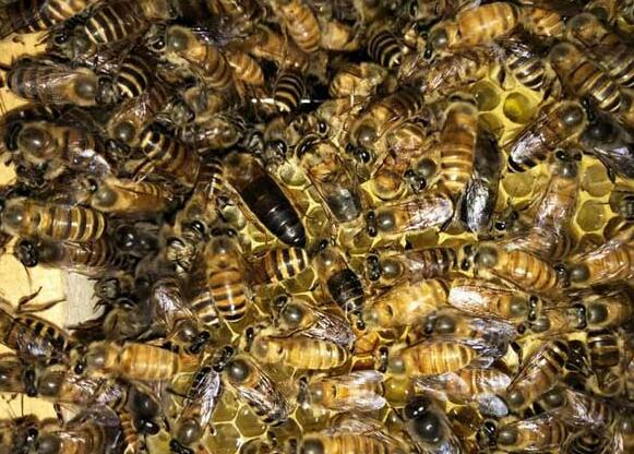 新手养蜂怎样获得蜂王（怎么找蜂王）