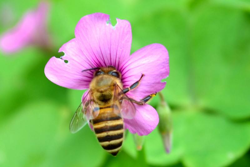 【蜂蜜禁忌】蜂蜜不能和什么食物一起吃