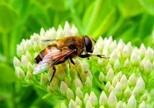 收回来的蜜蜂不采花粉是无蜂王吗（工蜂不采粉就一定是蜂群失王吗）