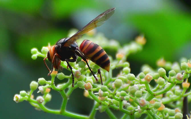 胡蜂怎么区分蜂王和雄蜂？