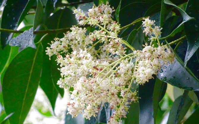 龙眼花期流蜜温度（龙眼什么时候开花）