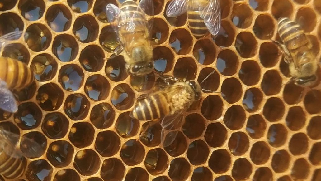什么是蜂螨（中蜂有蜂螨虫吗）