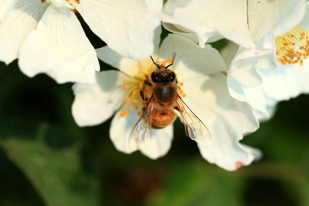 新手养蜂花粉怎么取（蜂花粉是怎么提取的）