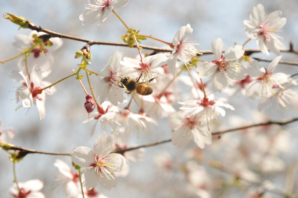 花蜜和蜂蜜是什么关系（蜂蜜和花蜜有什么区别）