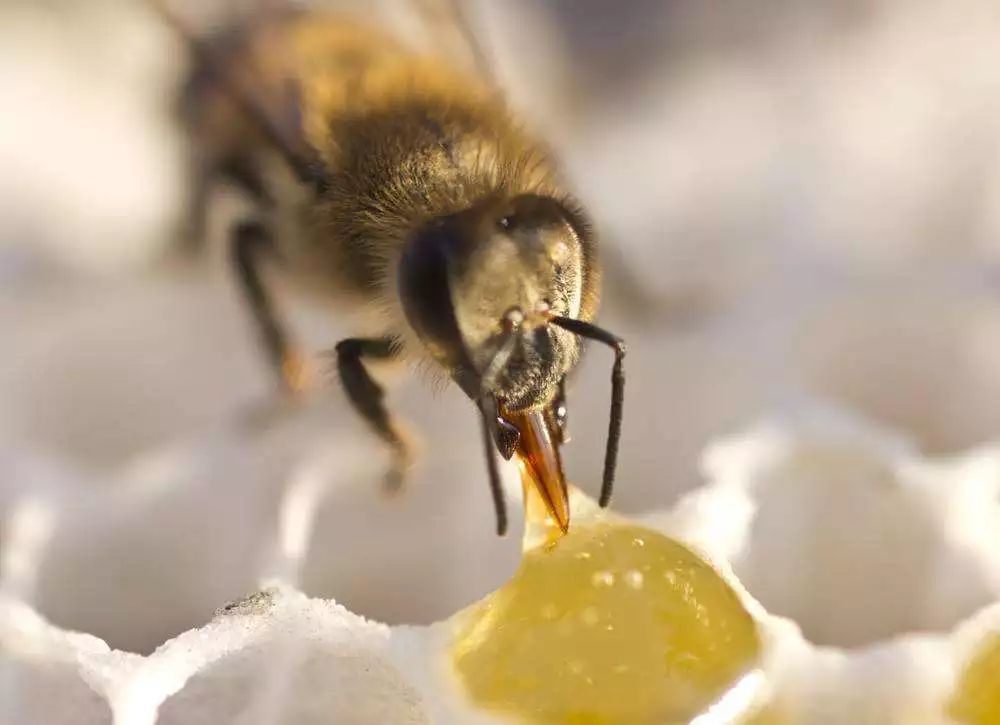 养殖蜜蜂需要什么设备（蜜蜂养殖都有哪些工具）