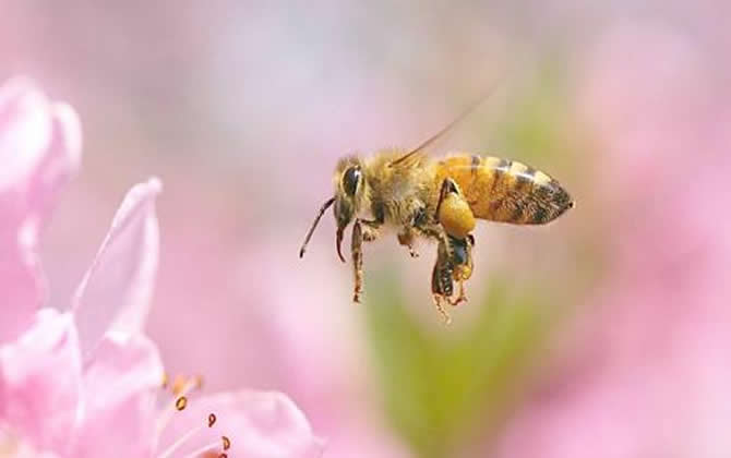 意大利蜜蜂多少钱一箱（意蜂一箱多少钱）