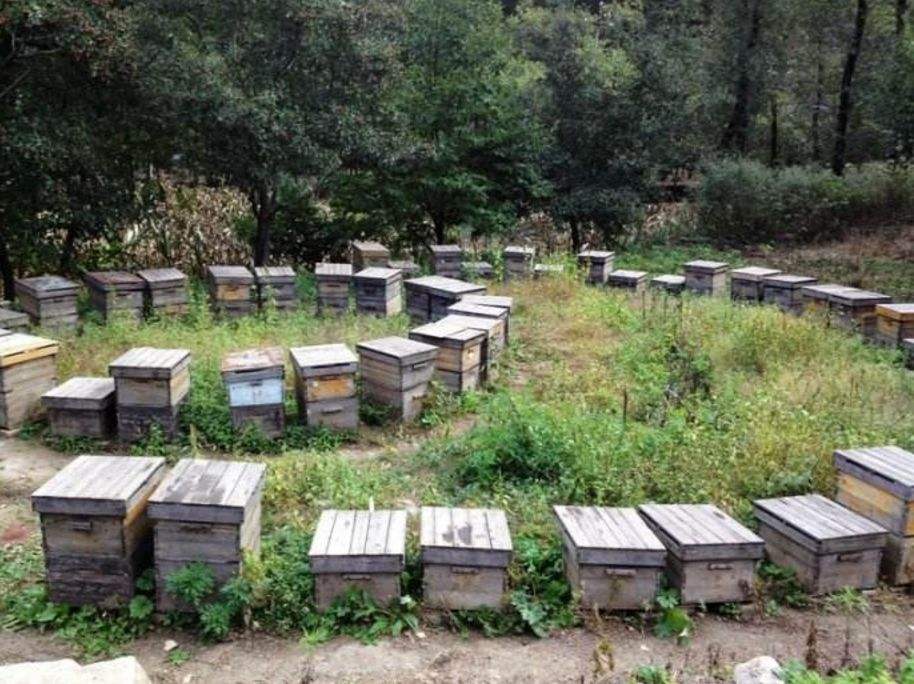 【蜜蜂知识】养殖中蜂好还是意蜂好