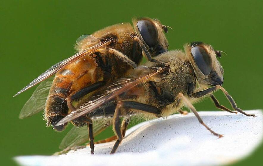 为何与蜂王交尾的雄蜂会很快死亡（雄蜂的特殊交尾方式）
