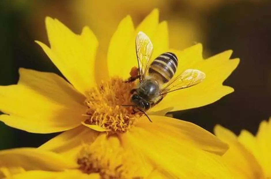 养殖蜜蜂的管理技术及要点（养蜂管理技术）