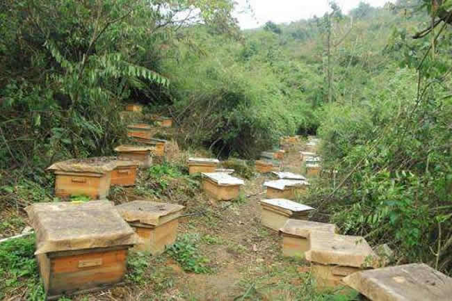 养殖蜜蜂应该如何摆放蜂箱？