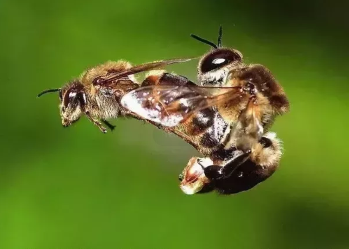 蜂王交尾前后翅膀的区别（蜜蜂的前翅和后翅是什么）