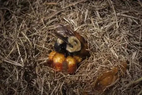熊蜂筑巢产卵（熊蜂饲养技术）