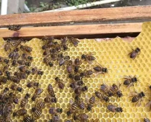 中蜂和意蜂哪个攻击性强（中蜂好还是意蜂好）