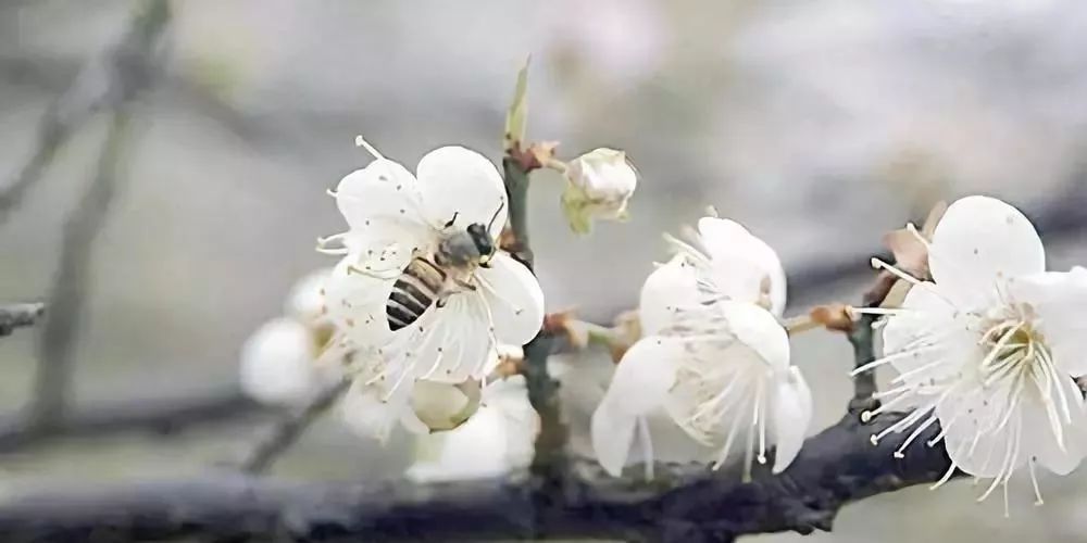蜜蜂春繁管理技术（春繁蜜蜂应注意什么）