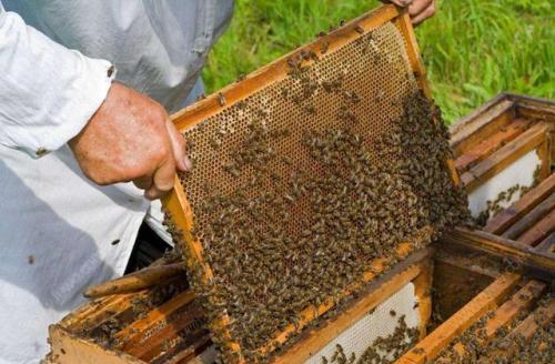 蜜蜂白垩病如何防治？