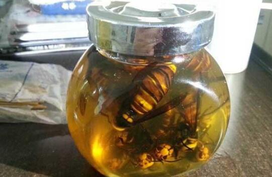 黄腰虎头蜂泡酒有什么功效（黄腰虎头蜂泡酒对人的身体有什么好处）