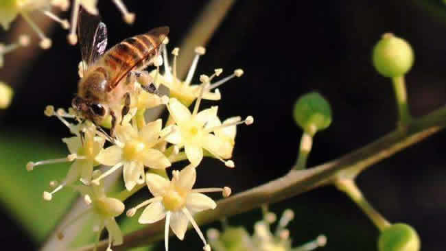 蜜蜂养殖中什么时候取蜜呢？