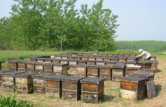 新手养蜜蜂技术大全（养蜂技术知识大全）
