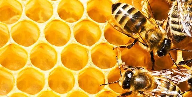 蜜蜂流蜜期的管理要求（养殖蜜蜂怎么进行管理）