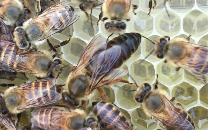 雄蜂为什么比工蜂和蜂王吃的多（蜂王、雄蜂和工蜂分别是什么蜂）