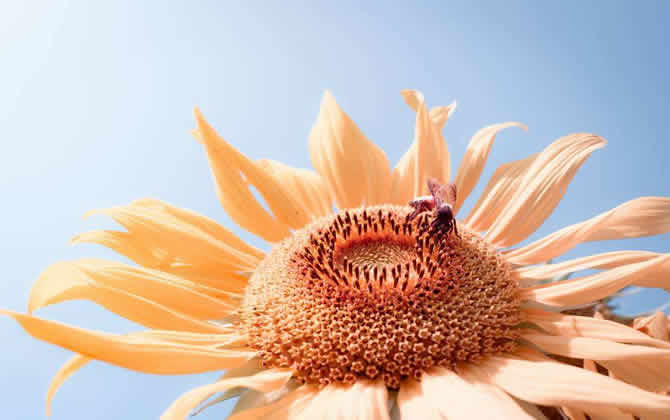 蜜蜂养殖技术之秋季蜂群管理技巧