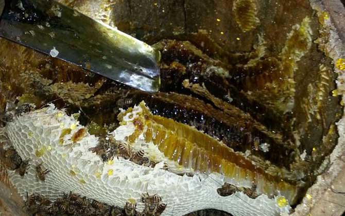 意大利蜂与中华蜜蜂的蜂蜜区别（意大利蜂和中华蜜蜂那种蜂蜜好）