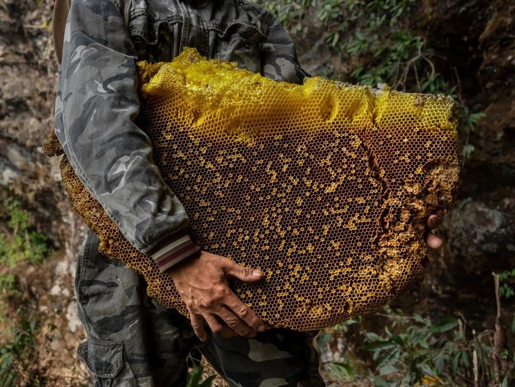 野蜂蜜价格多少钱一斤（各地正宗野蜂蜜的市场价格）