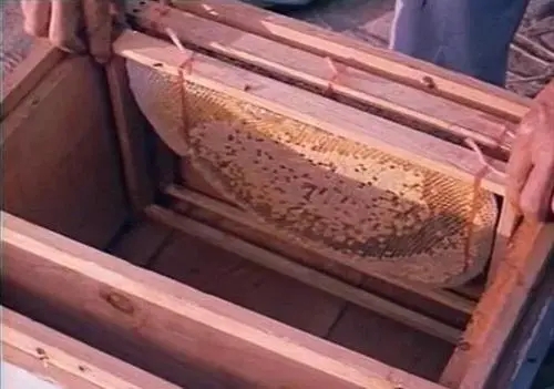 新手养蜂蜜蜂在箱上结脾怎样办（蜜蜂乱遭蜂脾怎么处理）