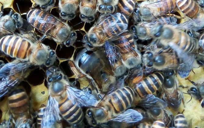 中华蜜蜂品种及养殖方法（如何养好中蜂）