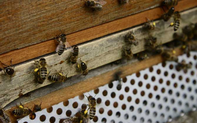 病毒灵能治中华蜜蜂什么病（病毒灵治中蜂的剂量是多少？）