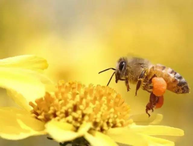 蜜蜂为什么要听蜂王的（蜂群中的蜜蜂为什么那么听蜂王的话）