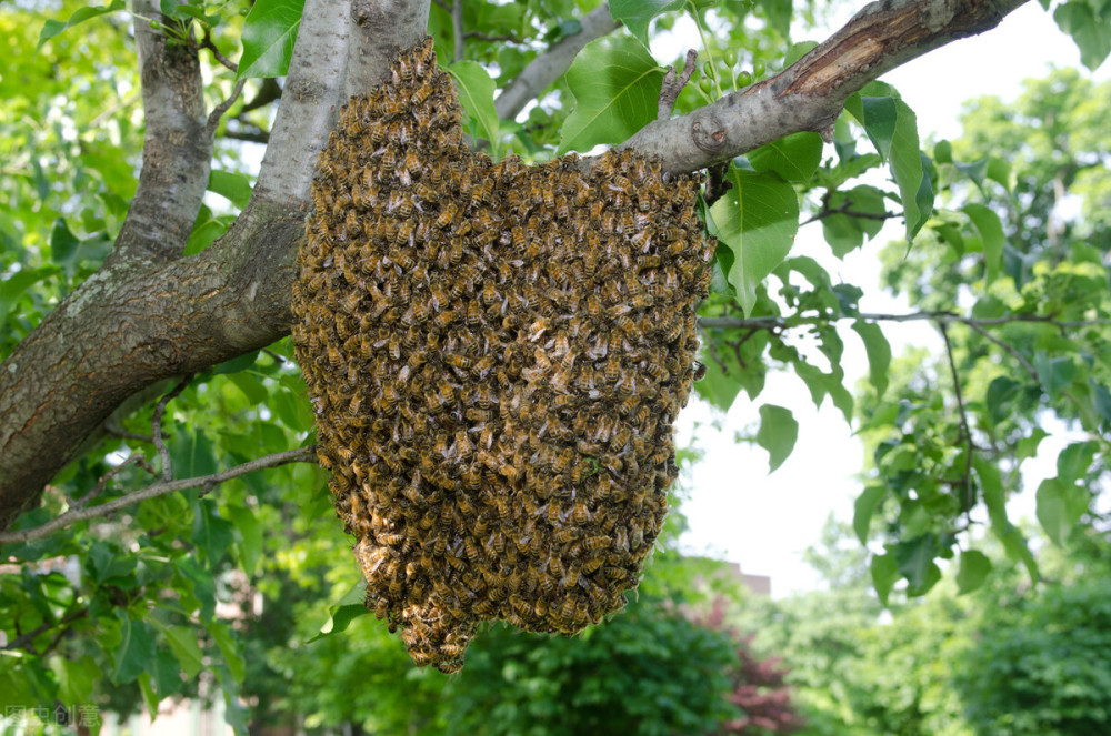 自然分蜂是工蜂先出巢门还是蜂王先出（蜂王先出后出的3种情况）